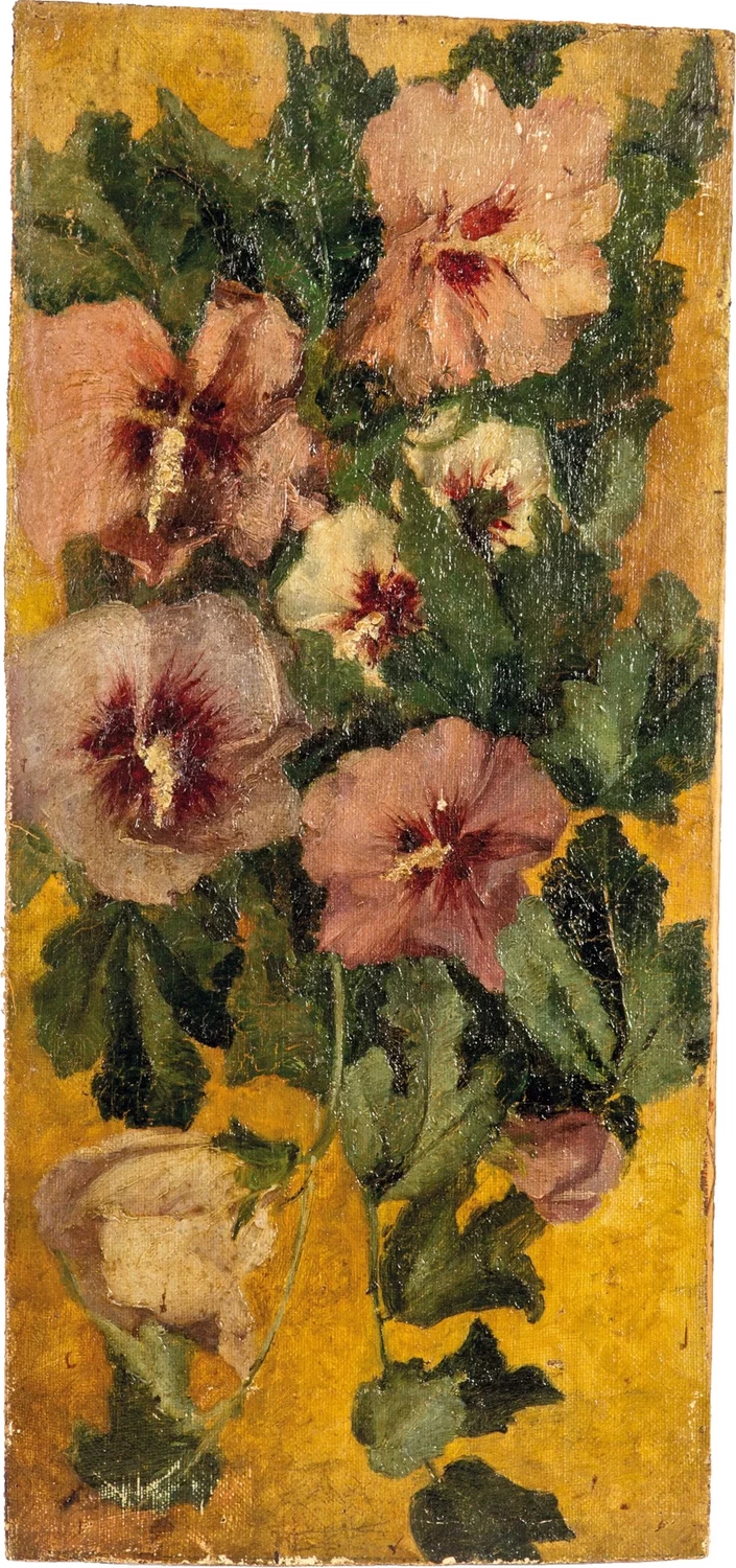 Fiori dei campi, belle di giorno